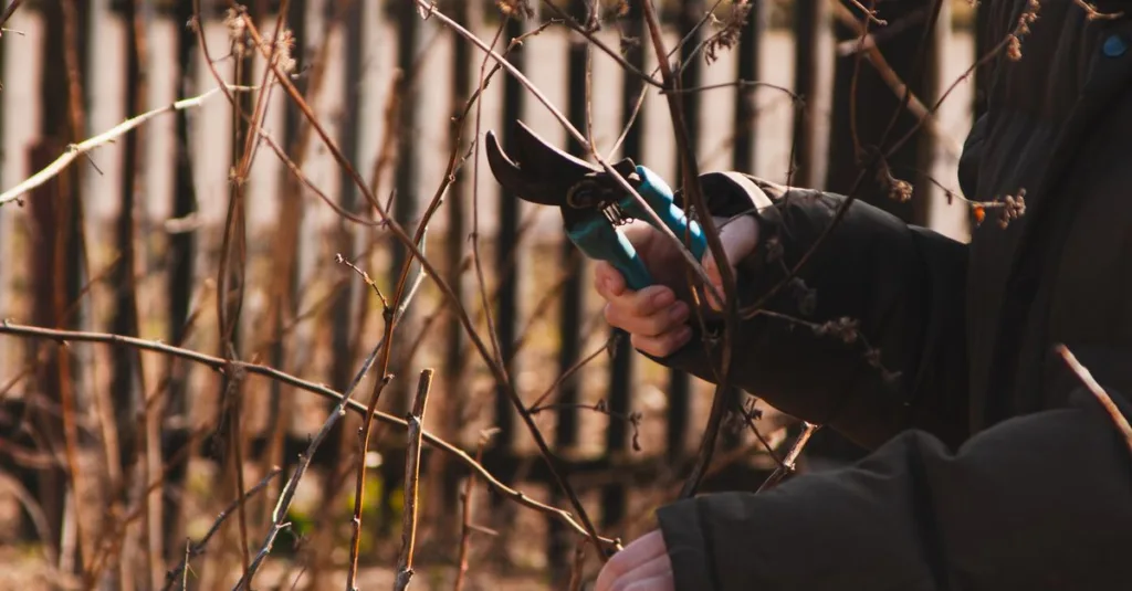 découvrez des techniques efficaces pour tailler vos plantes et favoriser leur croissance saine. conseils pratiques pour une taille réussie toute l'année.